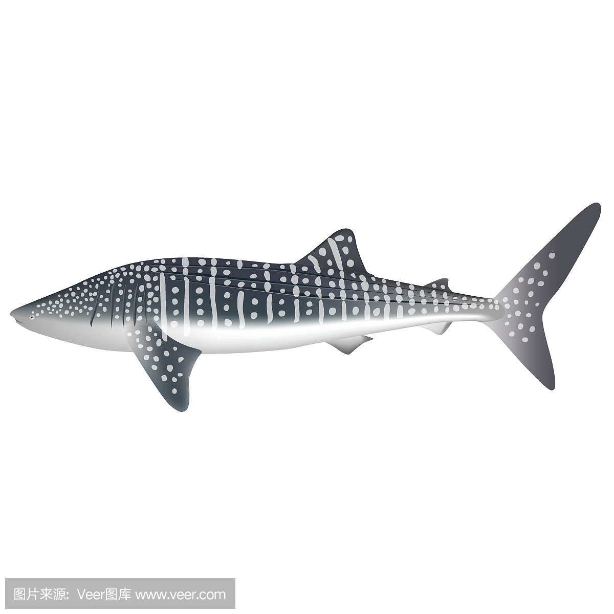 鲸鲨,鲸鲛,无人,绘画插图