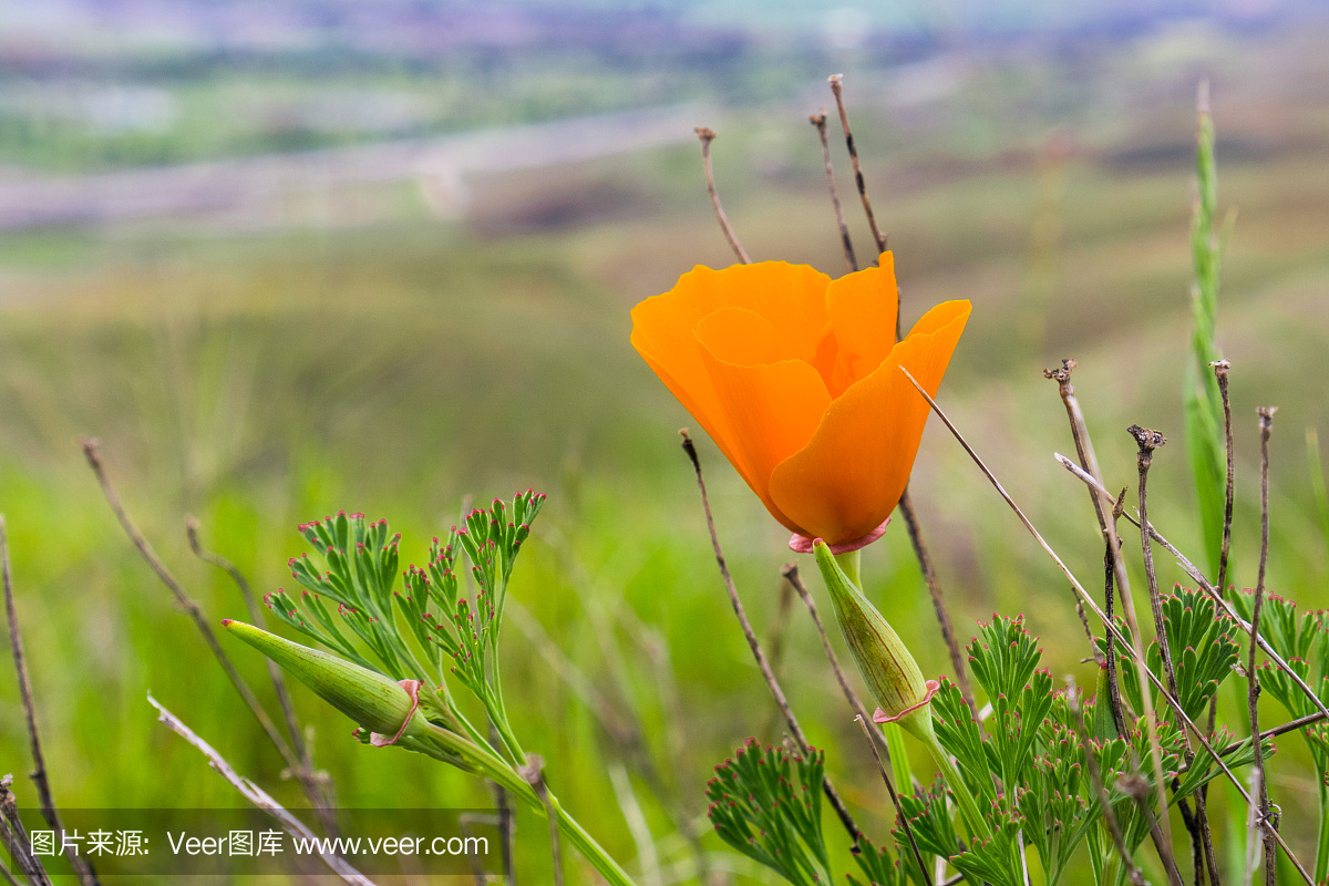 加利福尼亚,加州金罂粟,春天,花