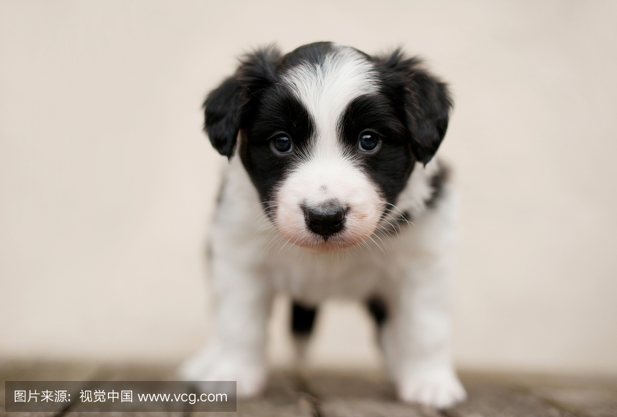 边境牧羊犬,边牧,边境牧羊狗,边境狗