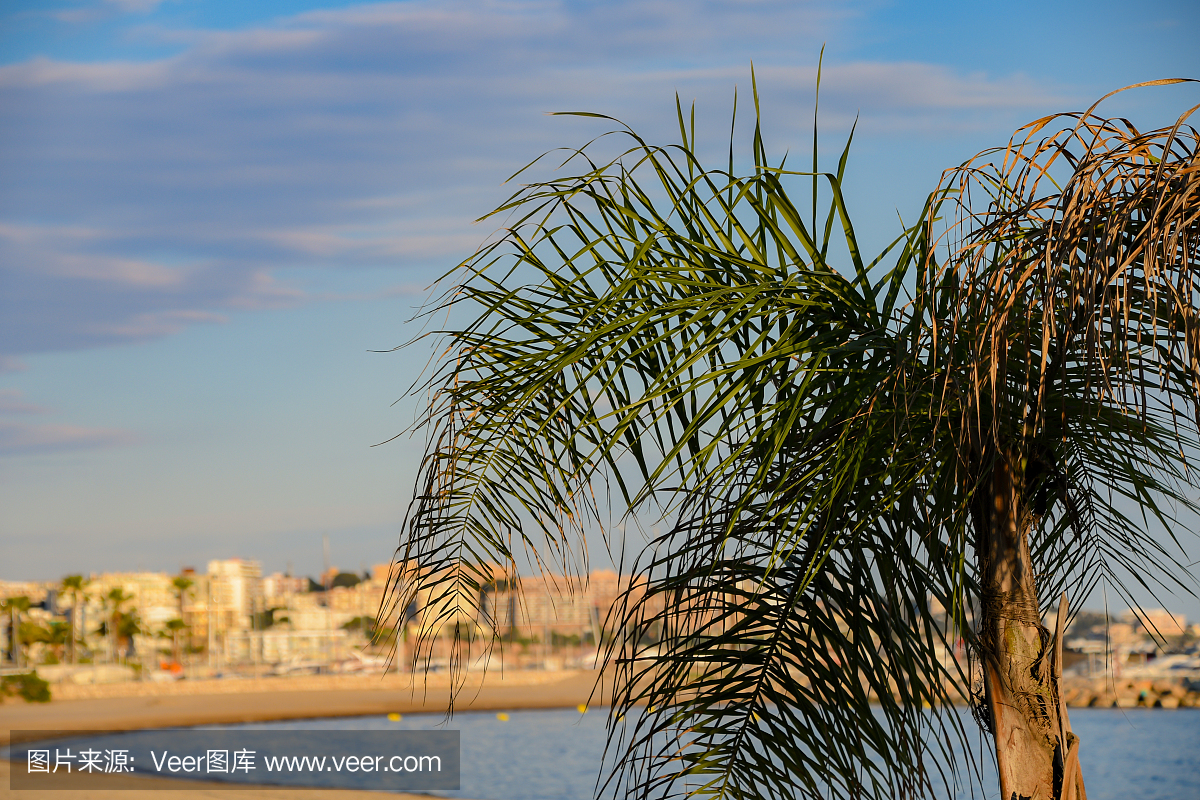 棕榈树萨洛海滨在西班牙