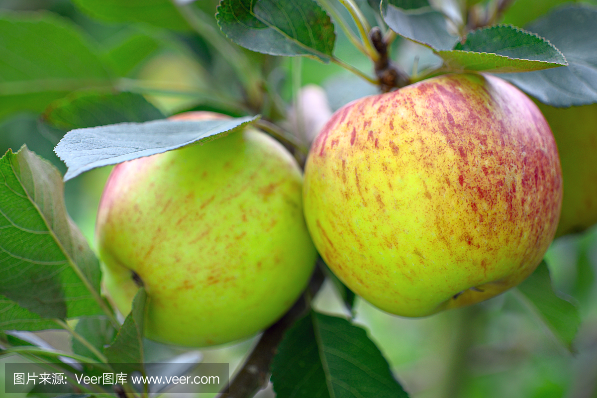 成熟的绿色英文苹果,生长在树上