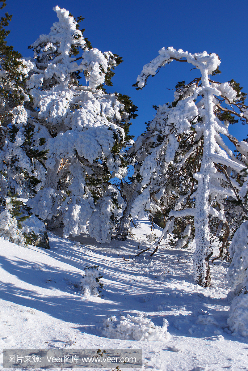 冬天在山navacerrada马德里,西班牙,
