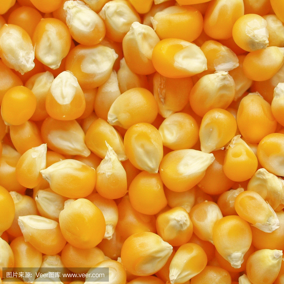 老玉米,玉米棒,玉米棒子,摄影