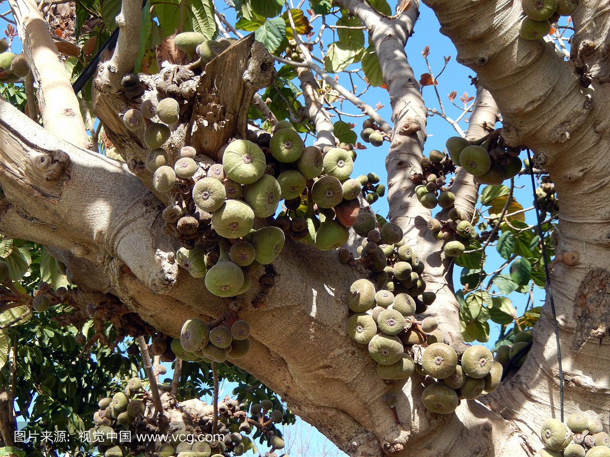 The fig tree and bunches of figs