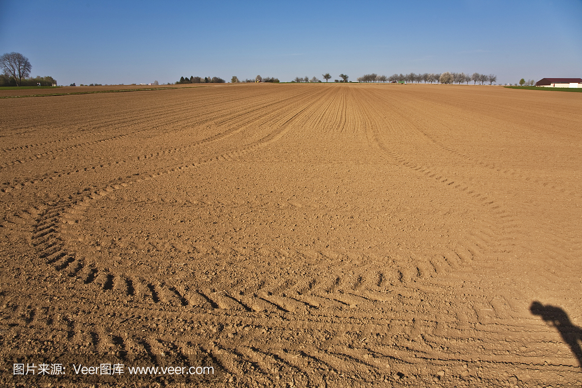 美,水平画幅,郁金香,开花时间间隔