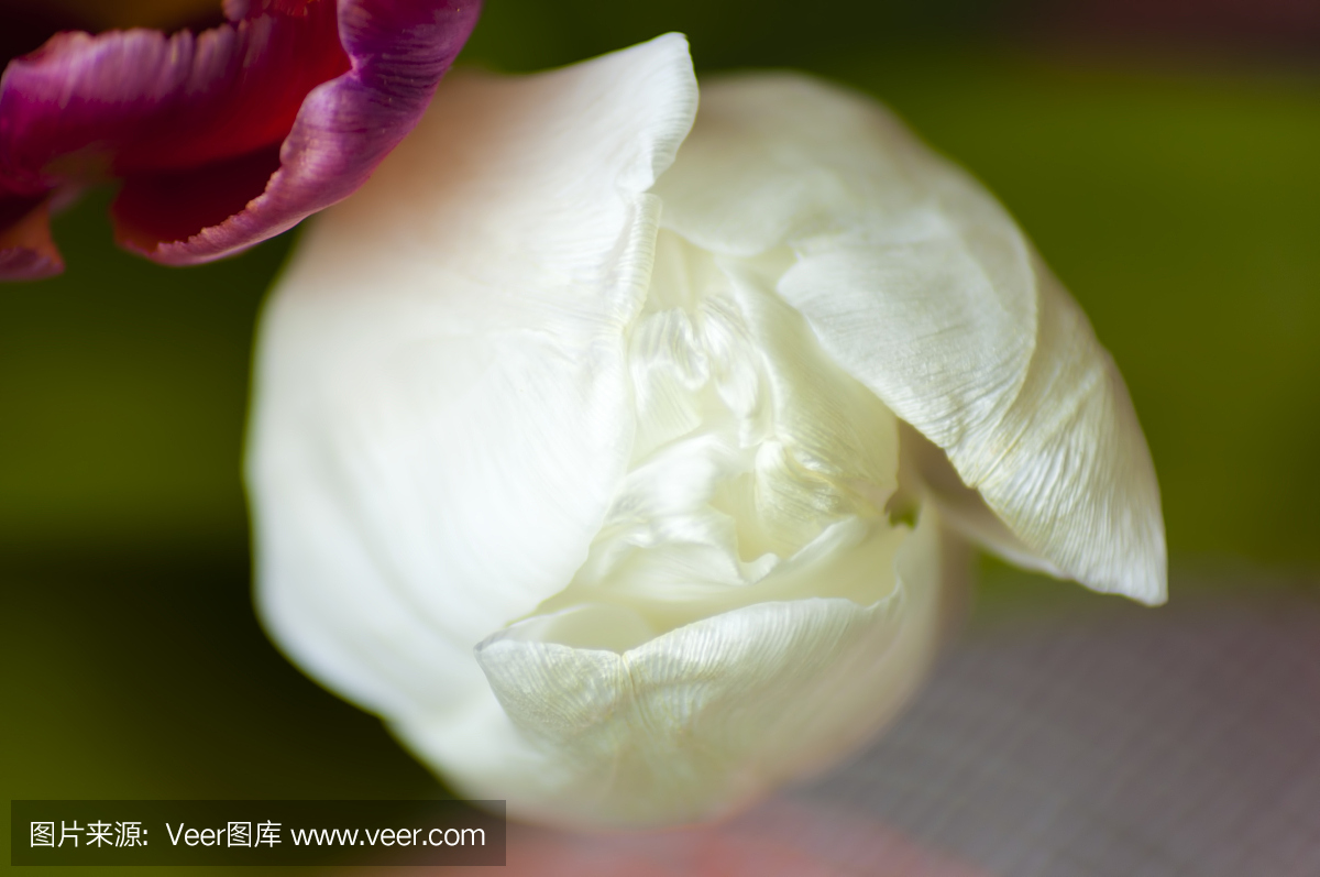 水平画幅,郁金香,特写,开花时间间隔