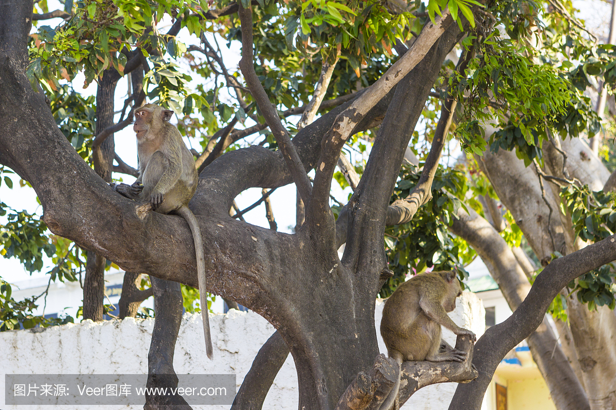 猕猴与长的故事在树上