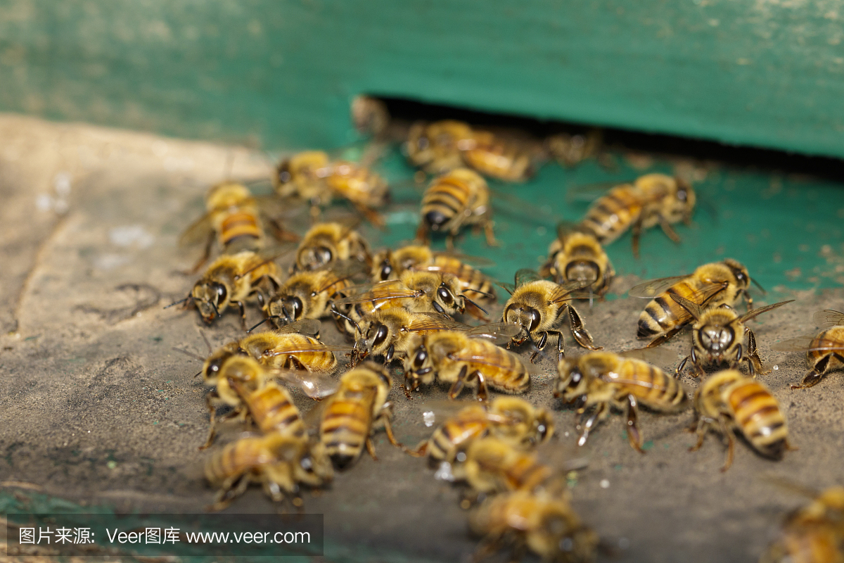 蜂巢附近的一群蜜蜂。蜜蜂在蜂箱入口处。蜜蜂