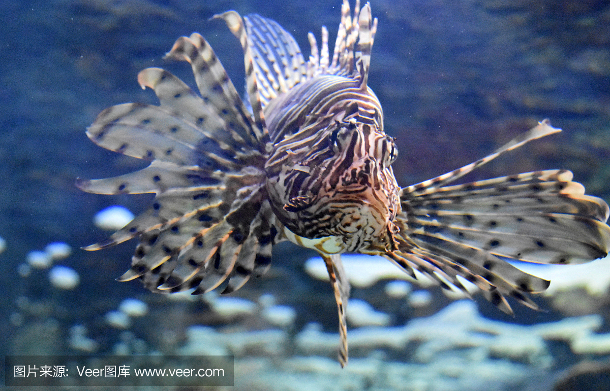 海洋生命,呼吸管,野生动物,动物