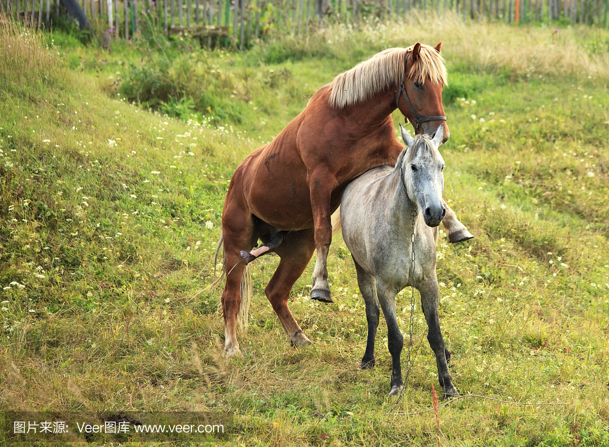 自然,水平画幅,母马,无人