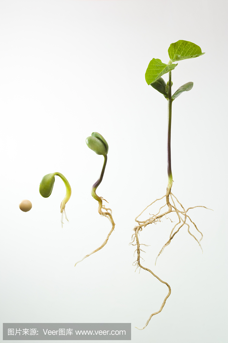 大豆,毛豆,黄豆,根部