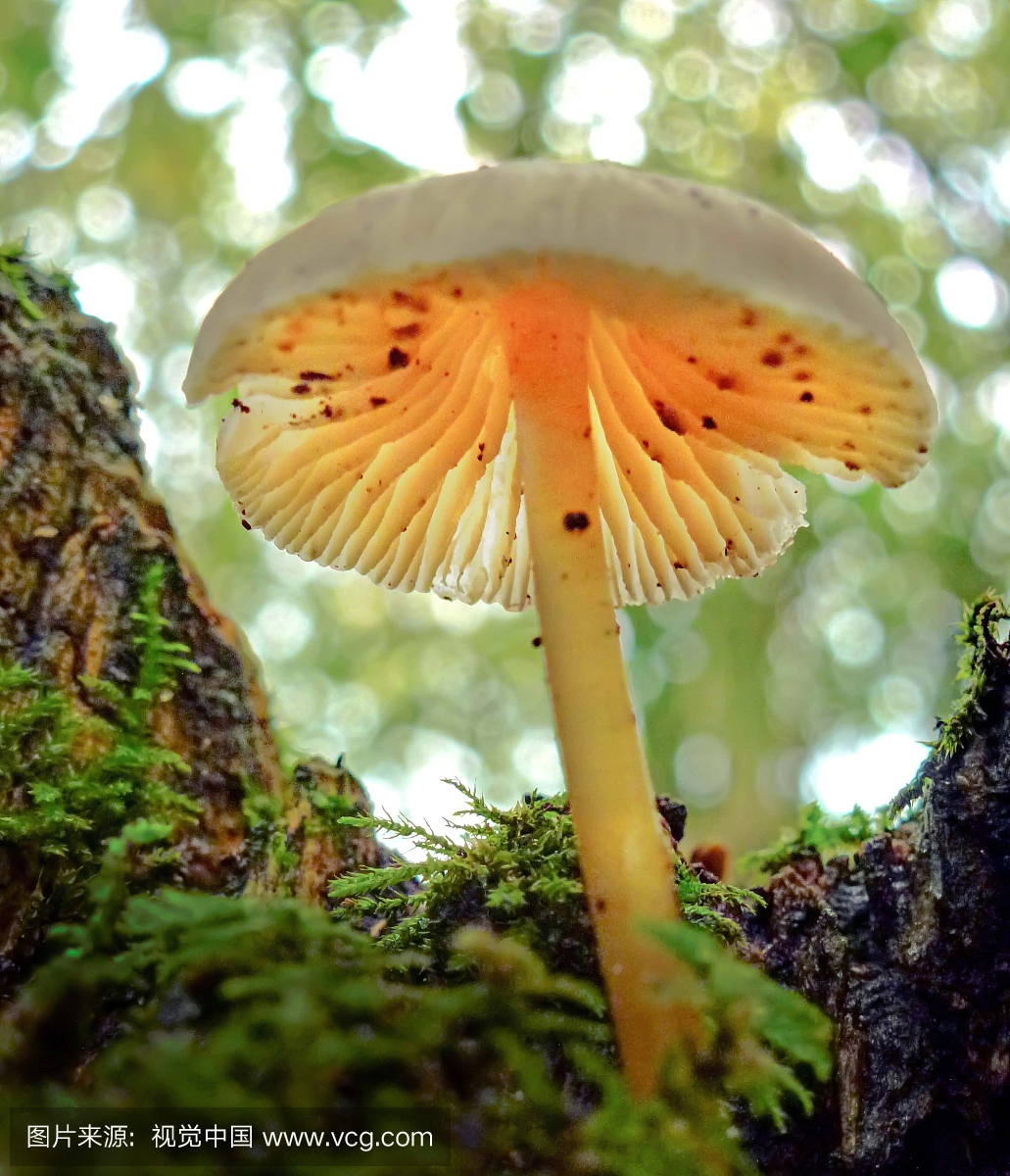 沃灵顿,孢子体,蘑菇,户外
