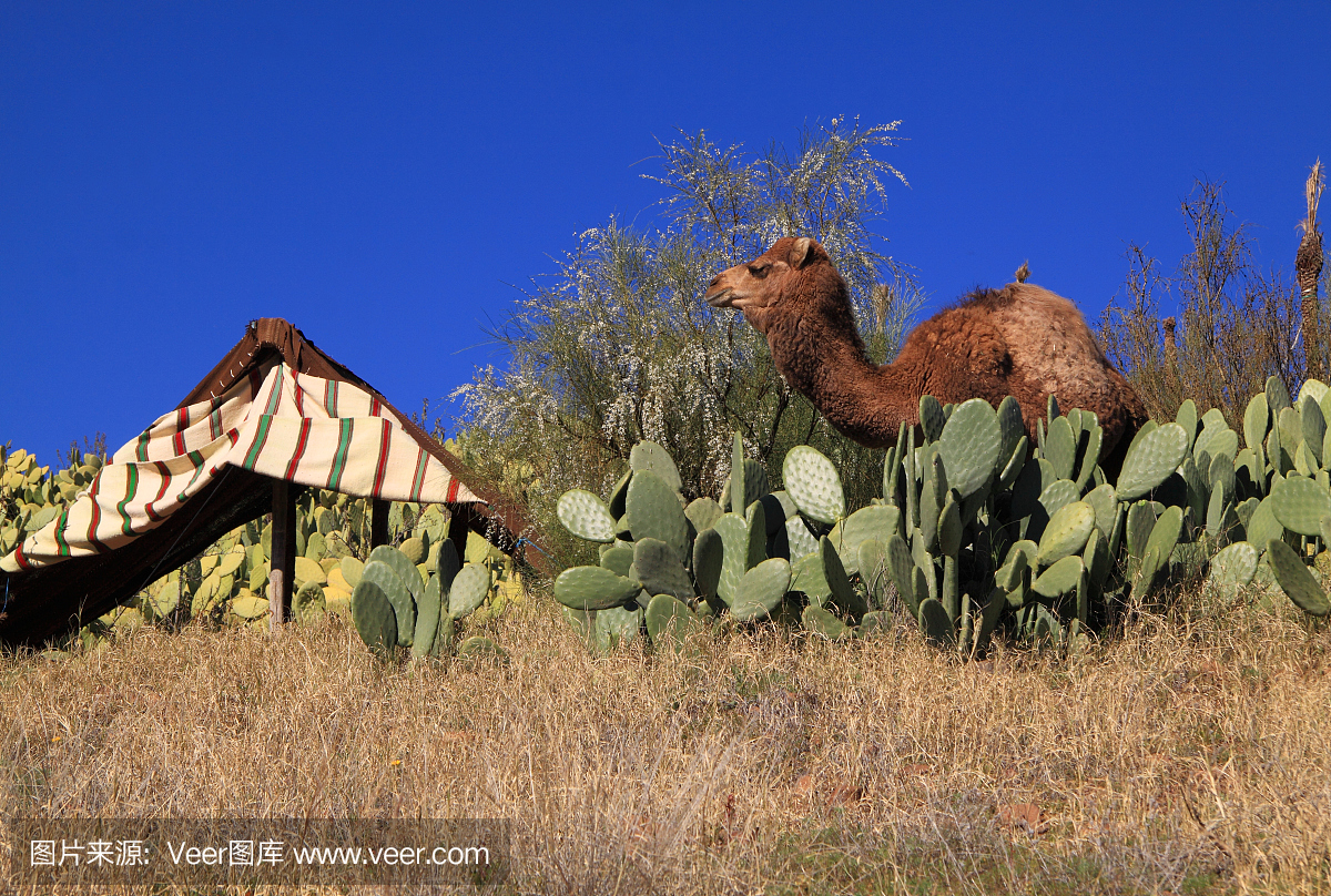 柏树帐篷和骆驼在仙人掌领域摩洛哥