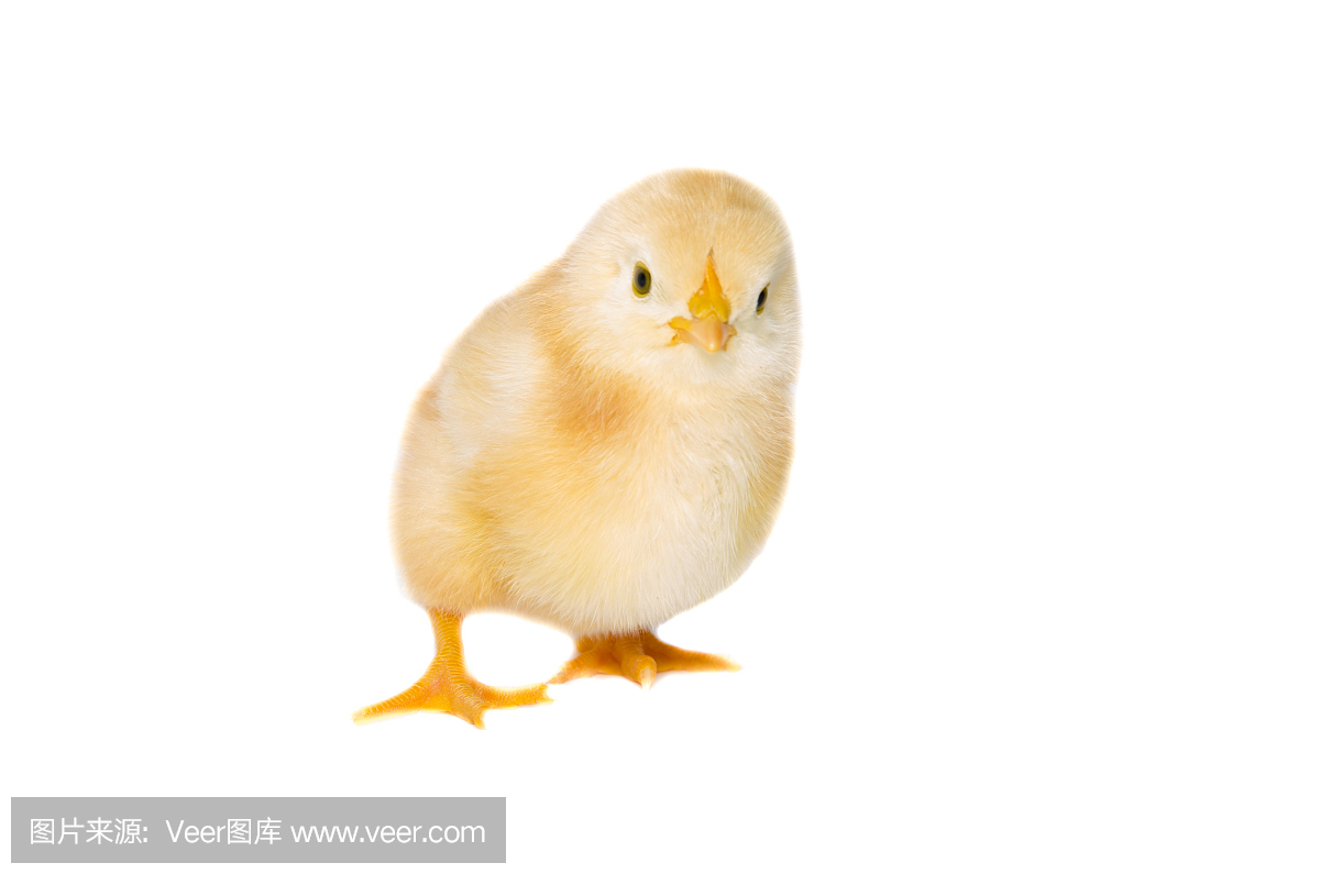 婴儿小鸡的工作室画像