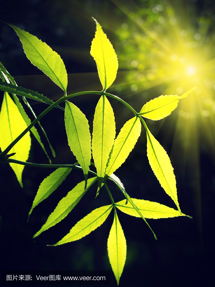 氧气,氧,光合作用,植物的光合作用