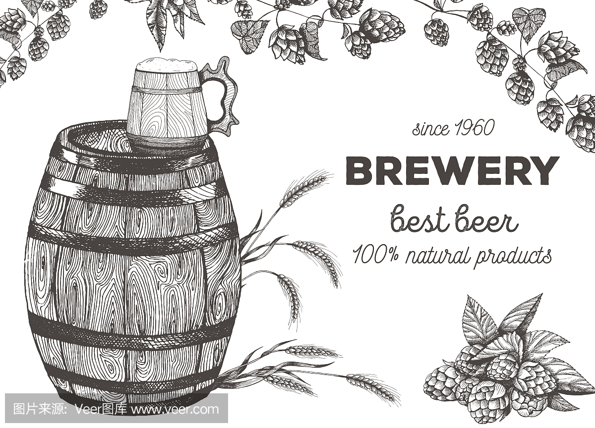 矢量图的啤酒。酿造原料:啤酒花和大麦的分支