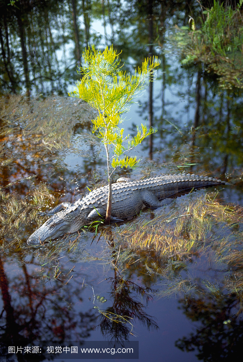 无人,野生动物保护区,奥克弗诺基国家野生动物