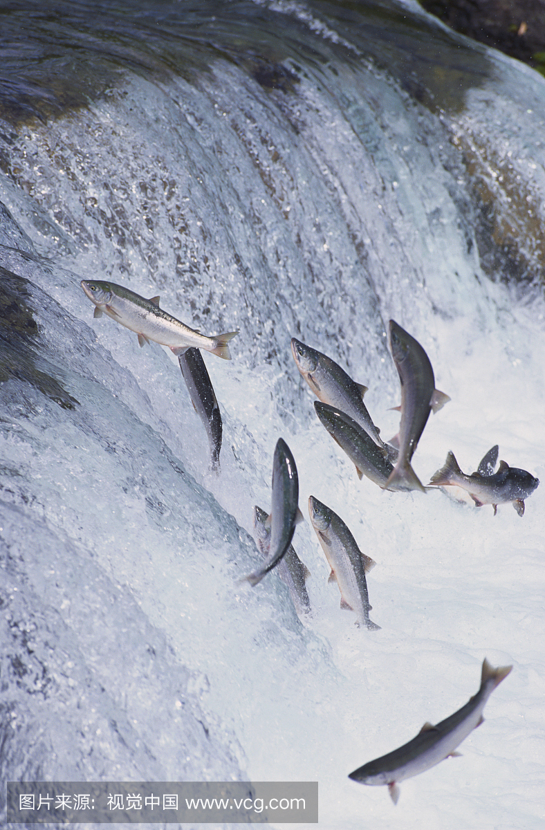 鲑鱼,三文鱼,马哈鱼,大西洋鲑鱼