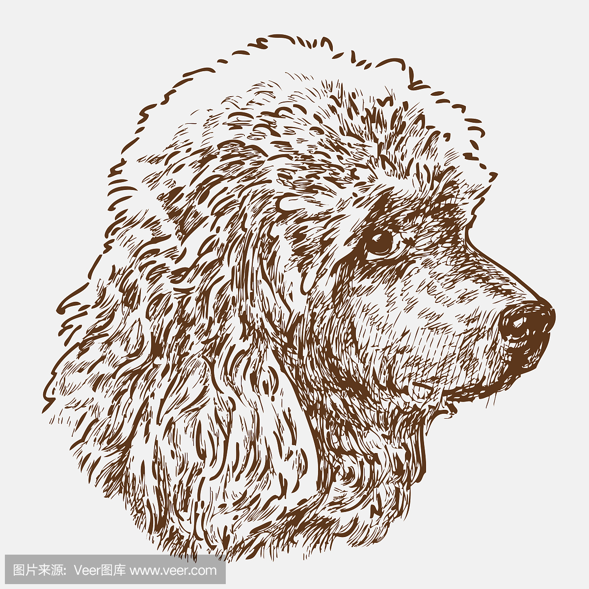 贵宾犬,贵妇犬,一种智力很高的狮子狗,贵宾狗