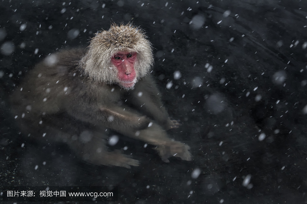 日本猕猴(Macaca fuscata)成年人在Jigokudani