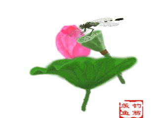 高清花朵蜻蜓动态 蜻蜓和什么有关