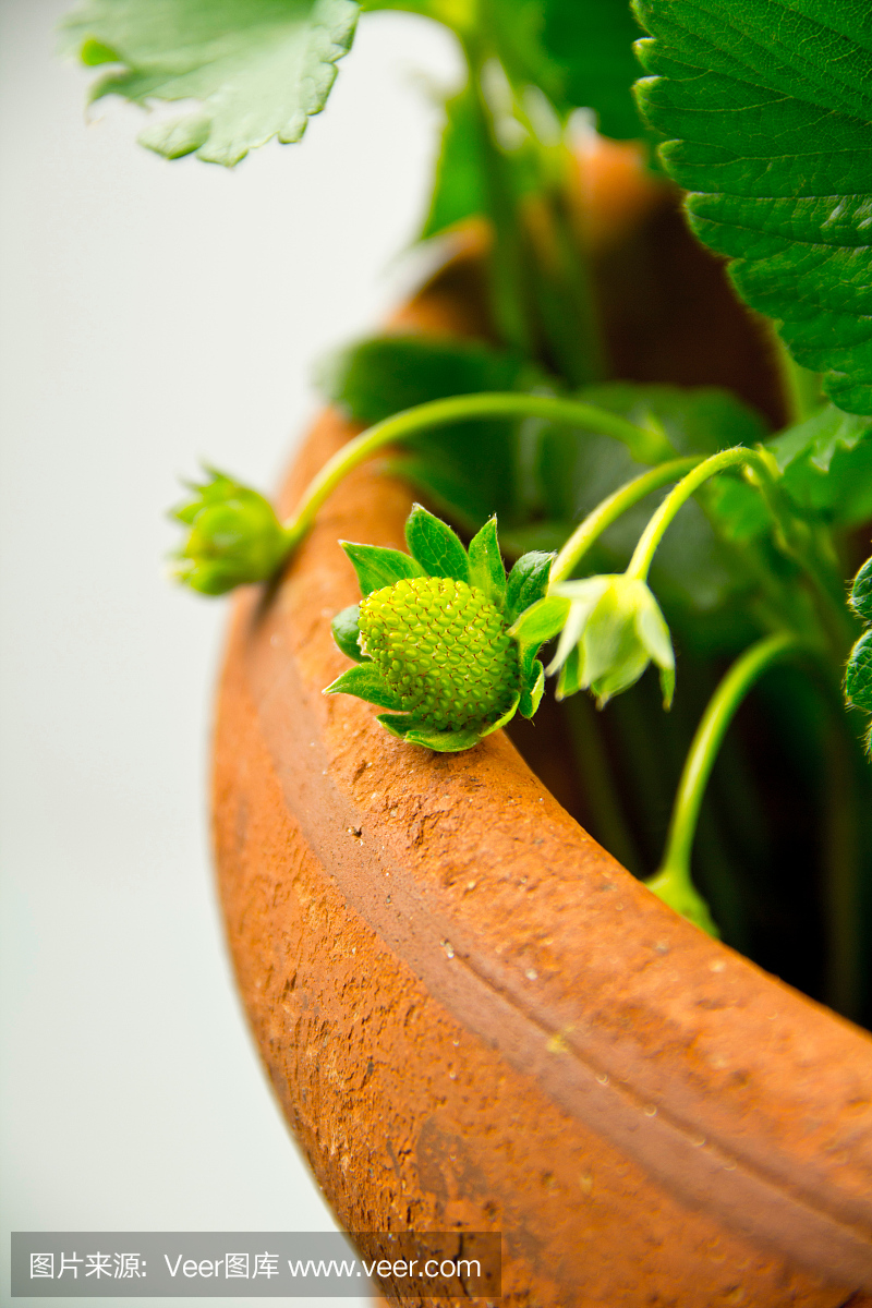 绿色草莓未成熟在泥土盆栽