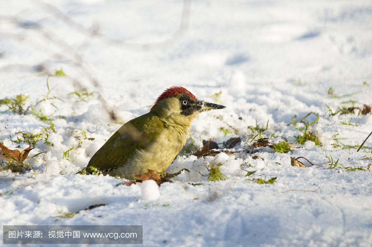 绿色啄木鸟,Picus viridis,12月份在法国,法国,欧