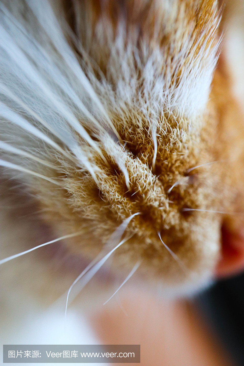 姜猫胡须宏视图。