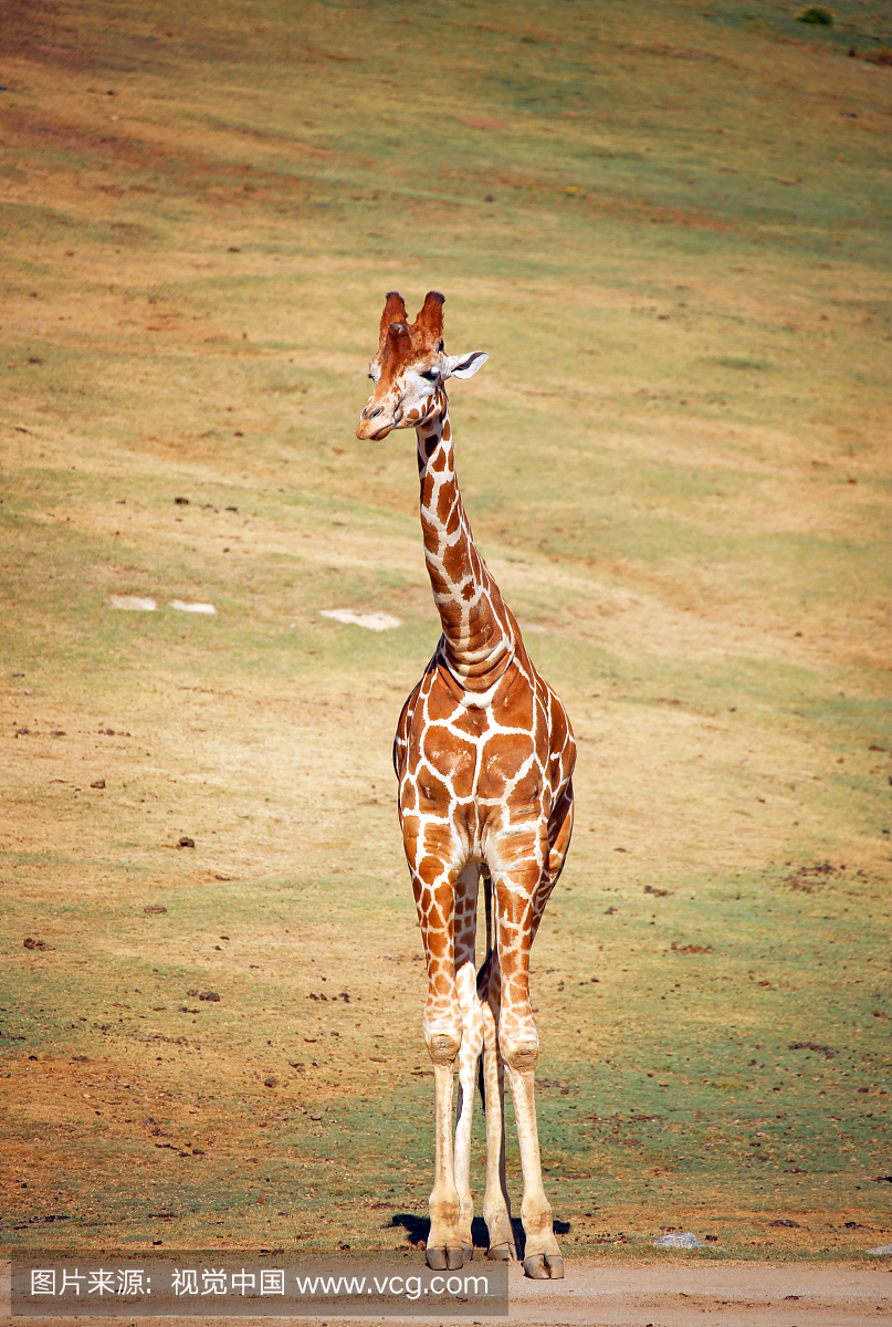 小长颈鹿,长颈鹿幼仔,一只动物,动物