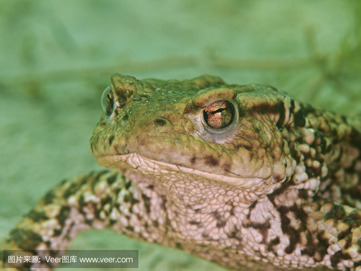 普通蟾蜍,黑眶疥蛤蟆,中国蟾蜍,黑眶蛤蟆