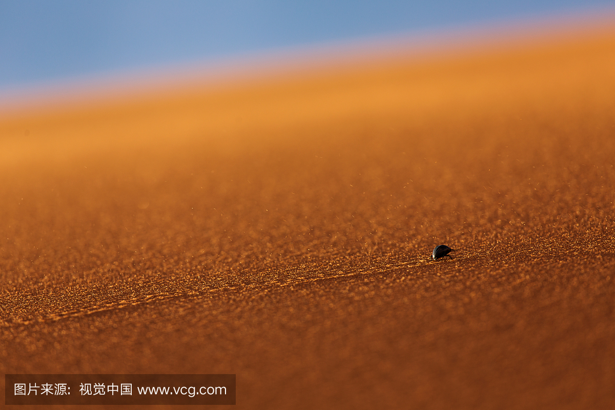 在沙漠的沙子上散步的甲虫在摩洛哥的沙漠撒哈