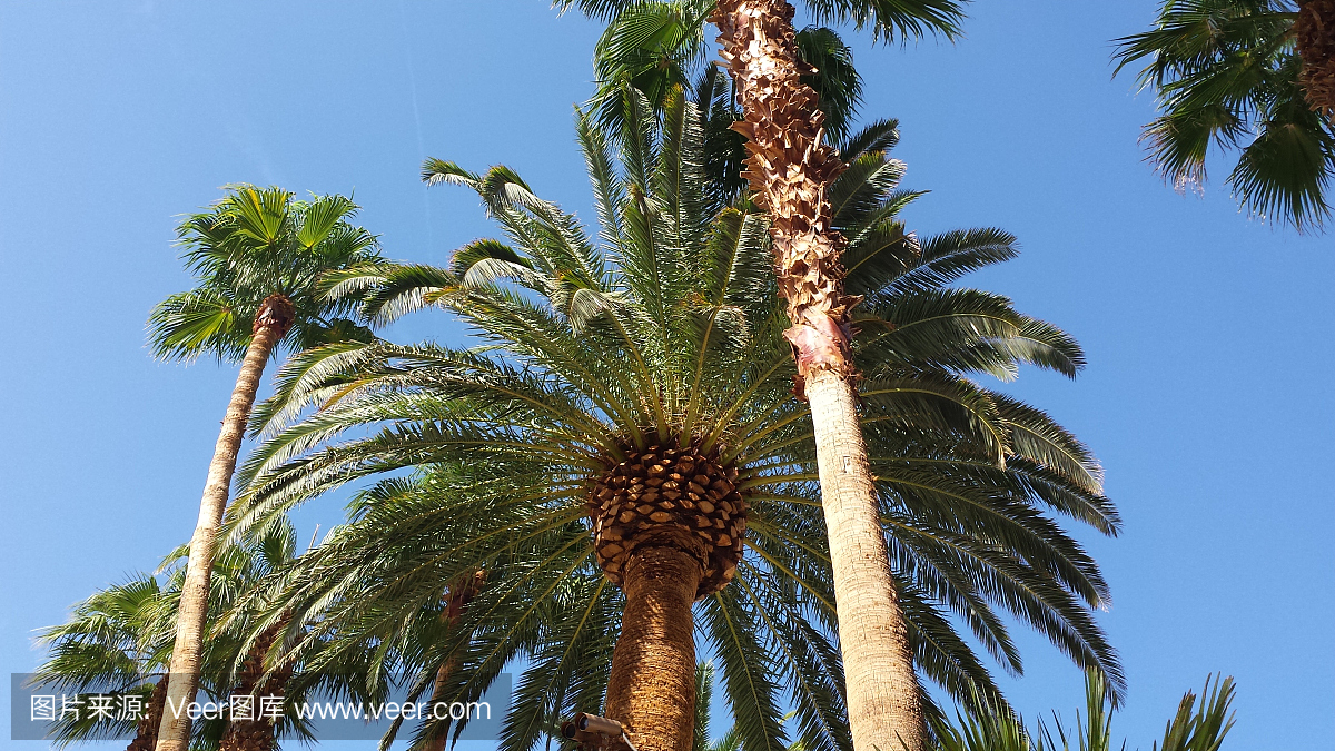 拉斯维加斯,赌城,拉斯维卡斯,拉斯韦加斯