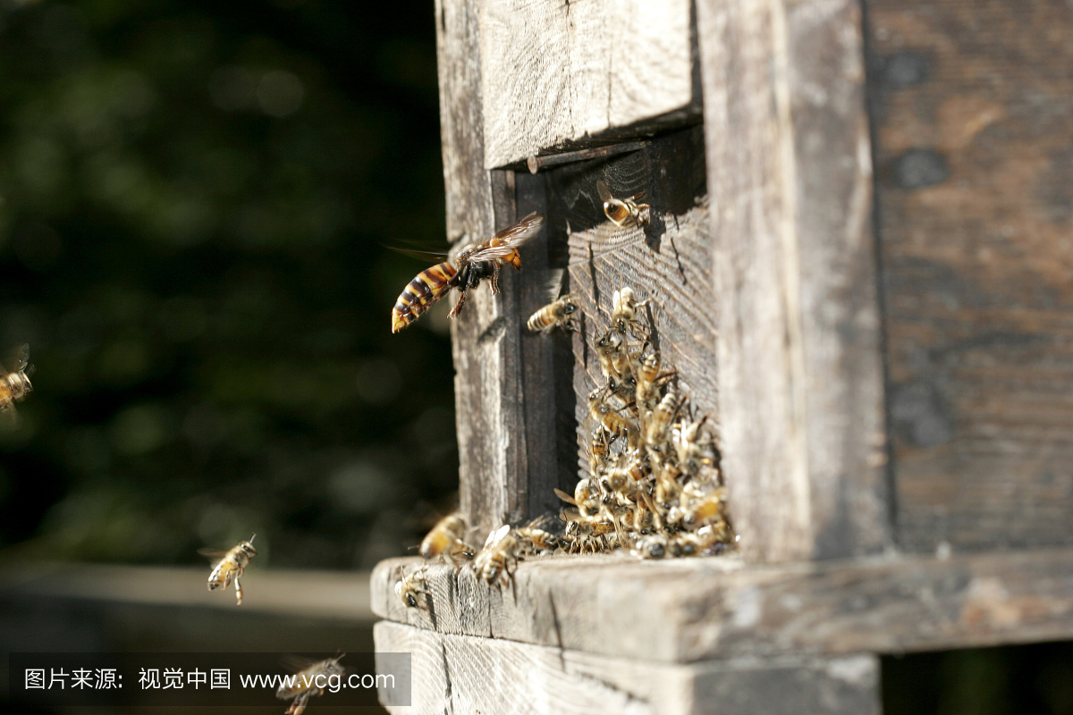 日本巨型大黄蜂,梵语,大黄蜂攻击欧洲蜂蜂箱,大