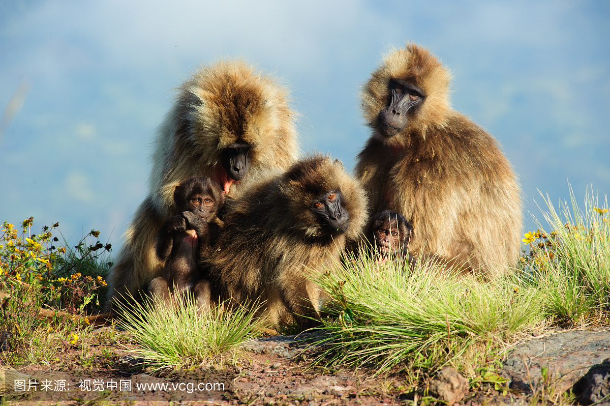 一群Gelada猴子(Theropithecus Gelada)坐在巨