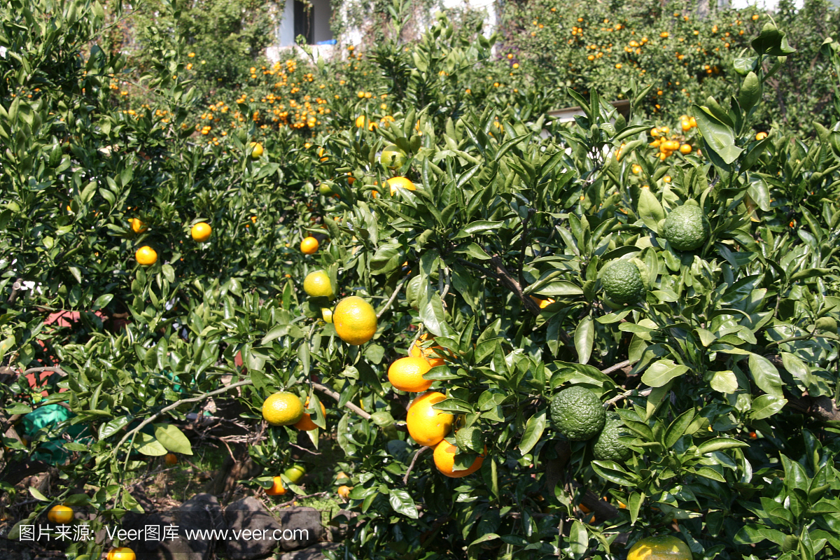 橙树果