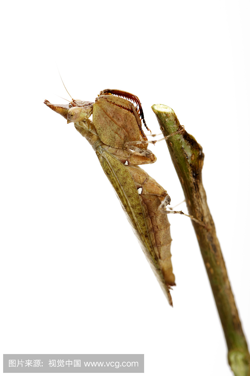螳螂,欧洲螳螂,大螳螂,昆虫