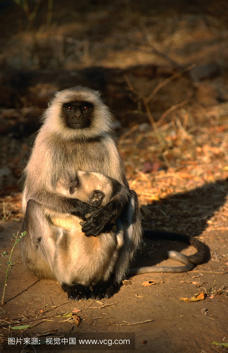 在Sariska国家公园的一个女性Langur猴子保护