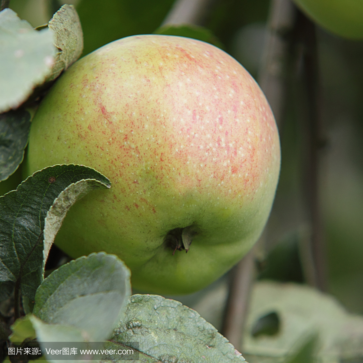 方便食品,速食品,简便食物,方便餐
