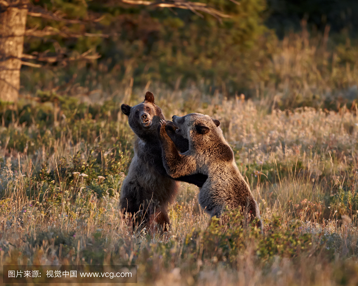 亚成人灰熊(Ursus arctos horribilis),冰川国家公