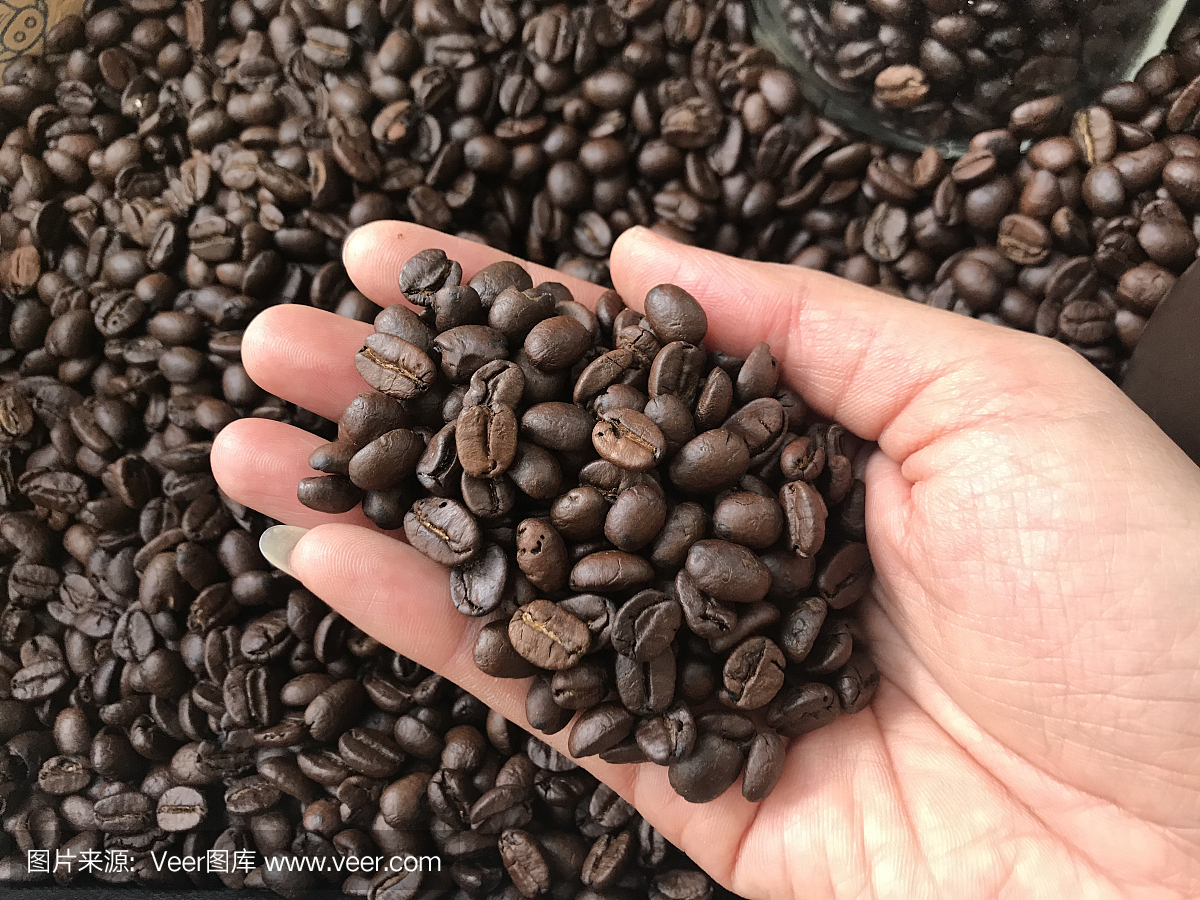 在agriculturist手上的咖啡豆心