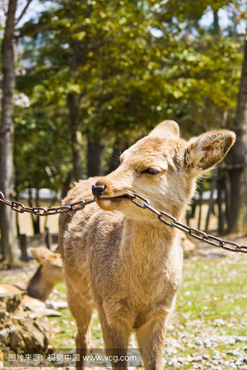 鹿咬在奈良的链上