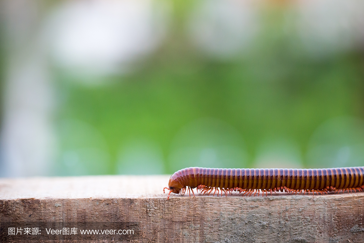千足虫正在木材上移动。