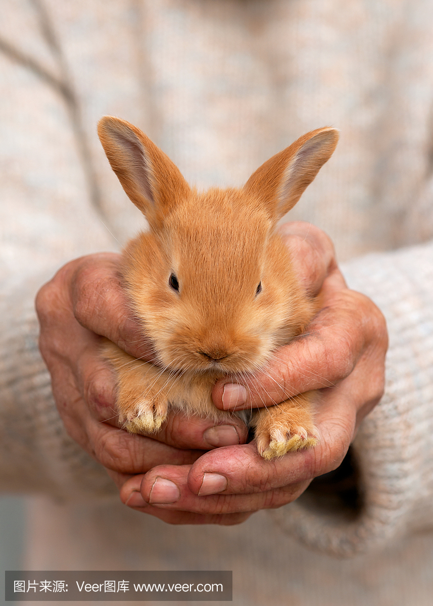 美丽的红色宝宝兔子兔子在农民手中。