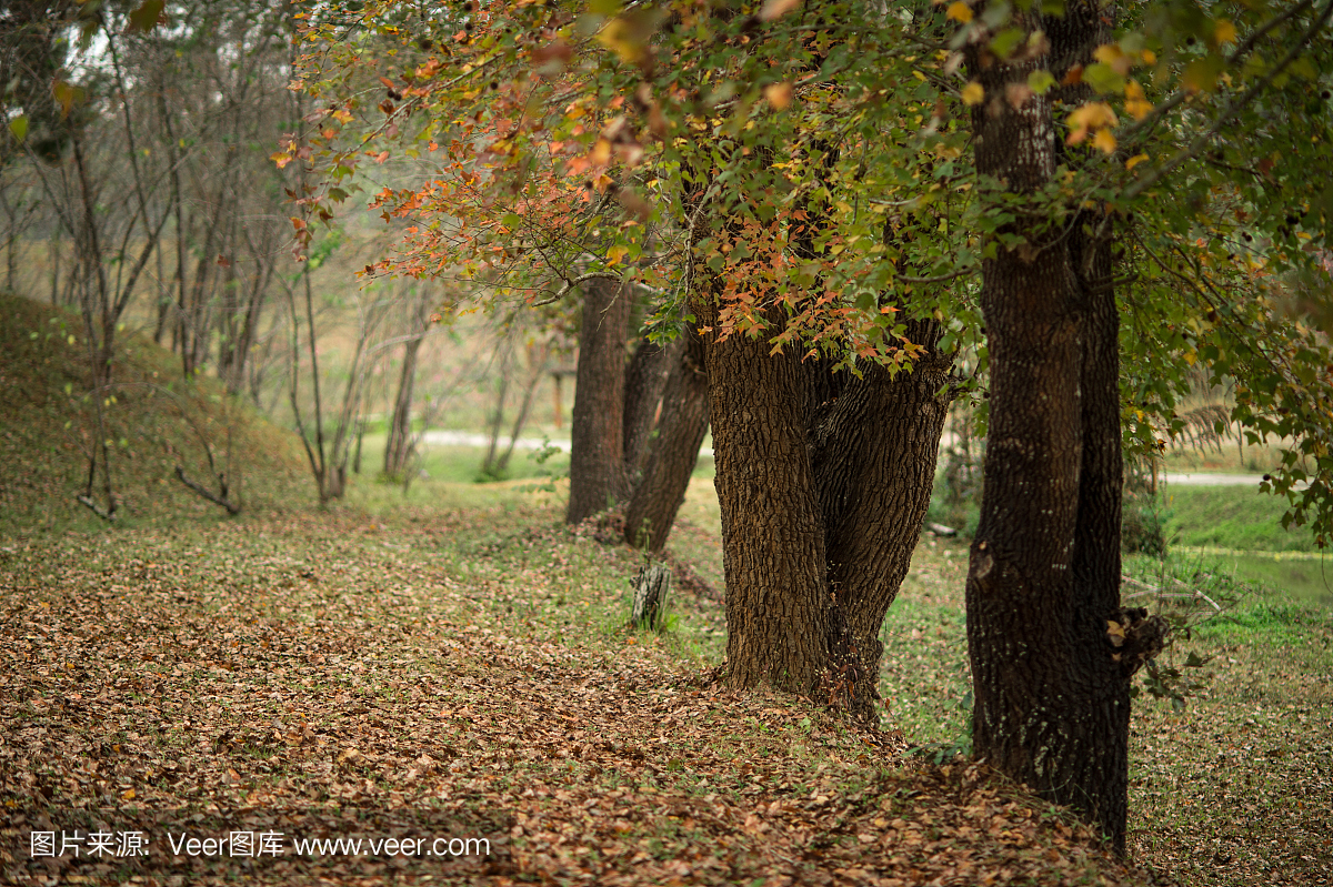 在秋天的季节,充满活力的颜色叶子树在秋天季