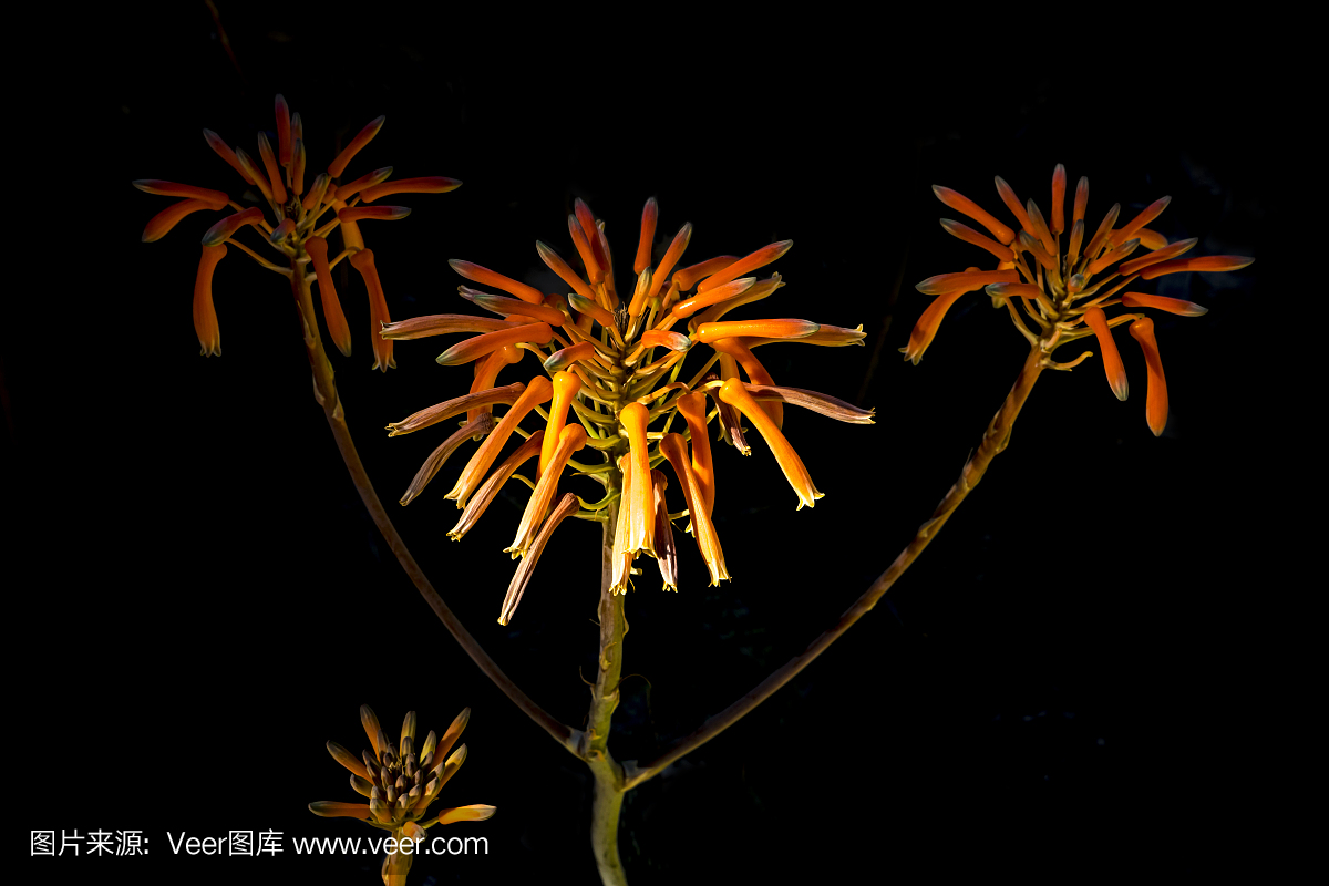 在黑背景的神奇红色花