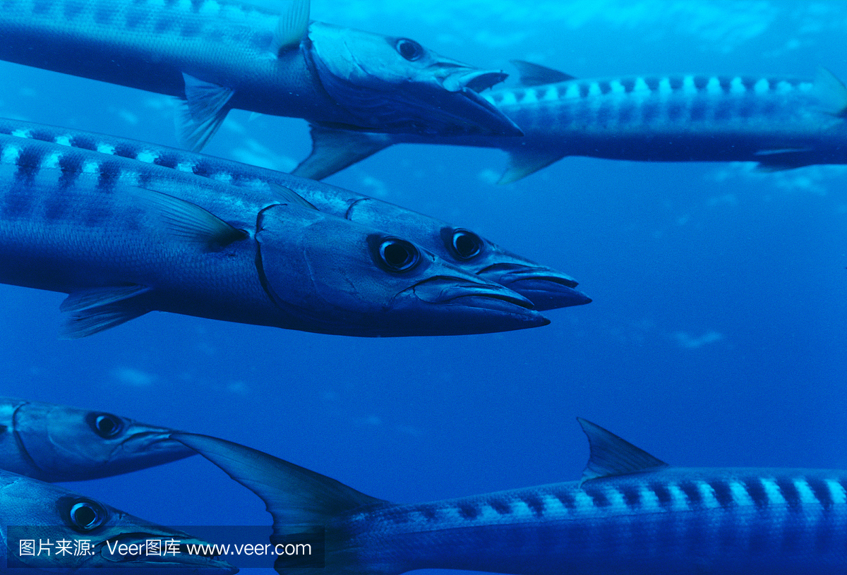 黑鳍梭鱼,黑杖鱼,康氏黑马鲛,大梭鱼