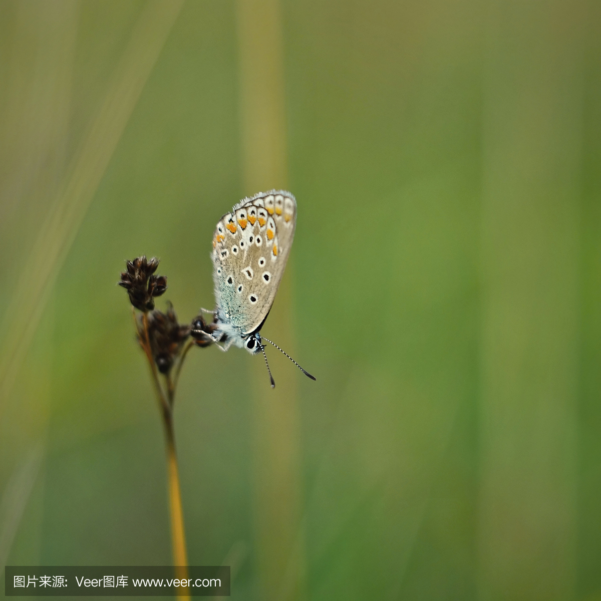 伊卡洛斯,穿蜡制羽毛翅膀的人,代达罗斯之子,普