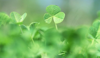 小清新范的三叶草电脑桌面壁纸(8)-76kb图片