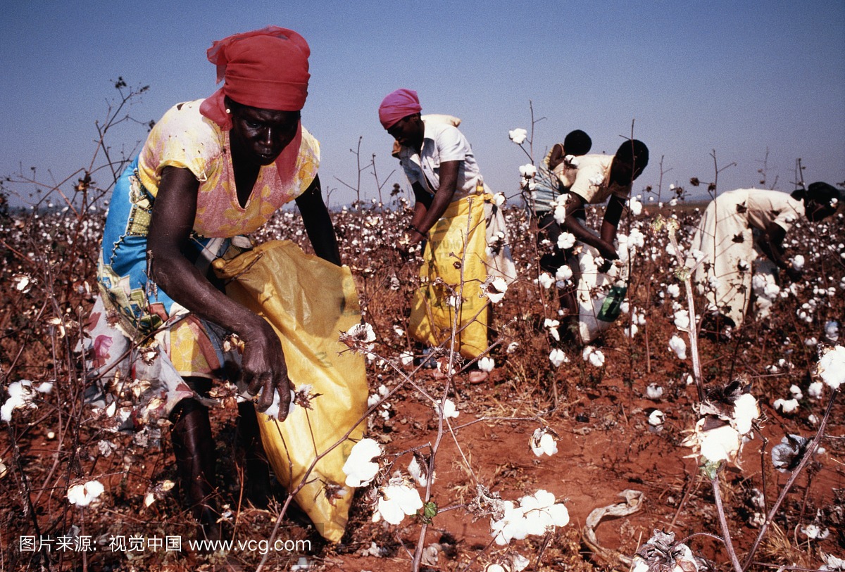 津巴布韦,靠近沙姆沙,野外工作人员手工采棉