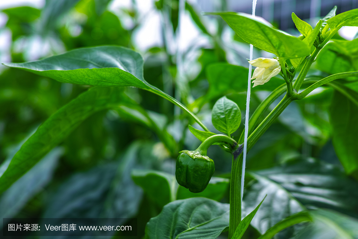 甜青椒,辣椒,生长在玻璃温室,生物农业在荷兰的花朵
